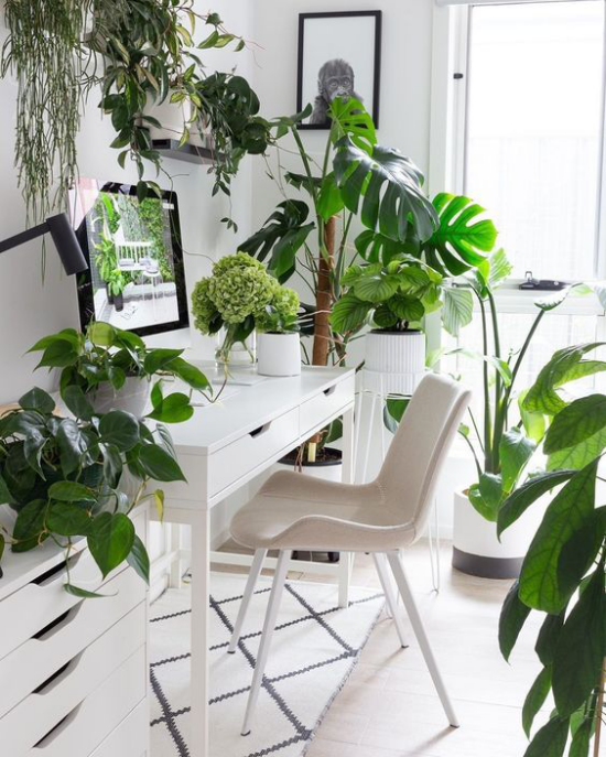Tropische Deko im Home Office weiße Möbel Teppich viele grüne Topfpflanzen ansprechende Raumatmosphäre