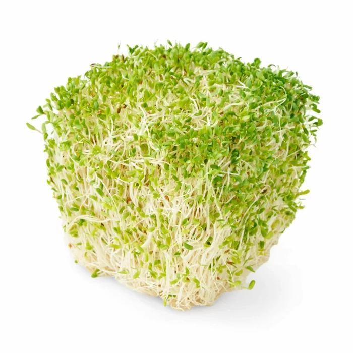 microgreens lecker alfalfa