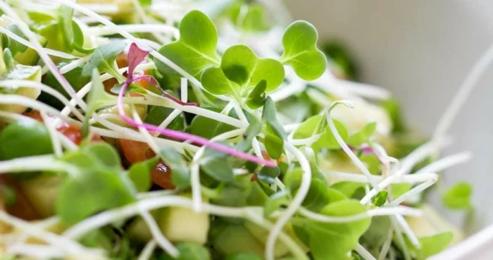 microgreens lecker kichererbsen salat