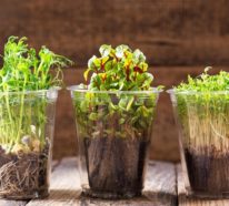 Microgreens – Wie und warum Sie das Superfood selber anbauen