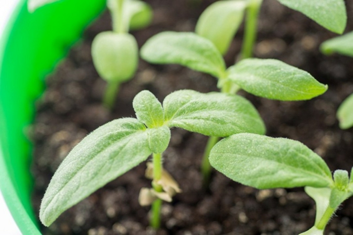 microgreens lecker micro pflanzen