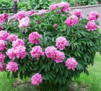 Pfingstrosen Pflege – die wichtigsten Tipps für himmlisch duftende Blütenpracht!