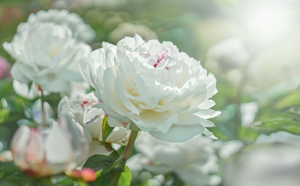 pfingstrosen pflege weiße blüten