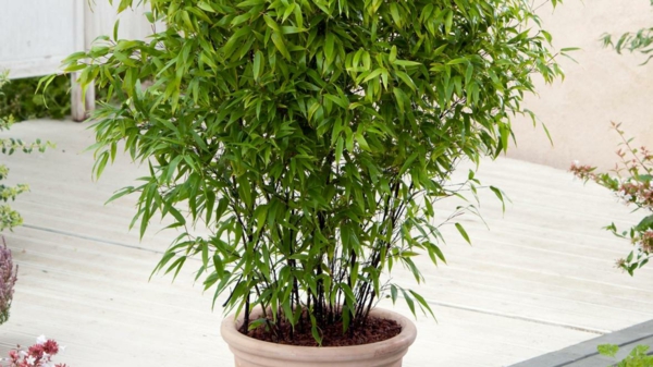 Bambus Zimmerpflanze Kübelpflanzen Pflege