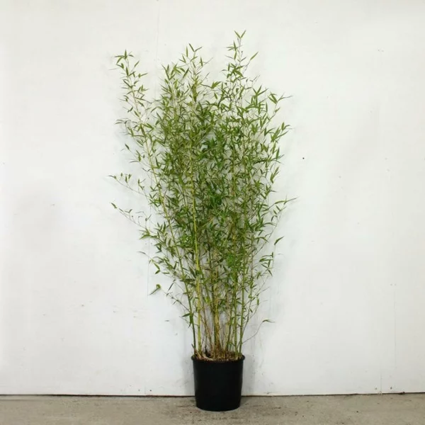 Bambus Zimmerpflanze Phyllostachys aurea Bambus Pflege