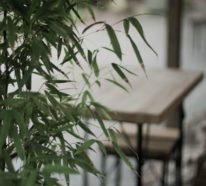 Die Bambus Zimmerpflanze ist eine robuste Topfpflanze: Info und Pflegetipps