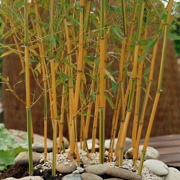 Bambus Zimmerpflanze Phyllostachys aurea Bambusarten pflegen