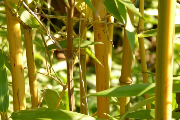 Bambus Zimmerpflanze Phyllostachys aurea BambusartenTopfpflanzen