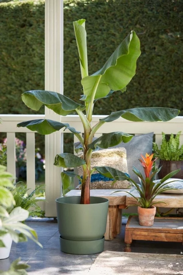 Bananenpflanze Pflege und Wissenswertes – so können Sie Exotik nach Hause bringen balkon patio pflanze ideen