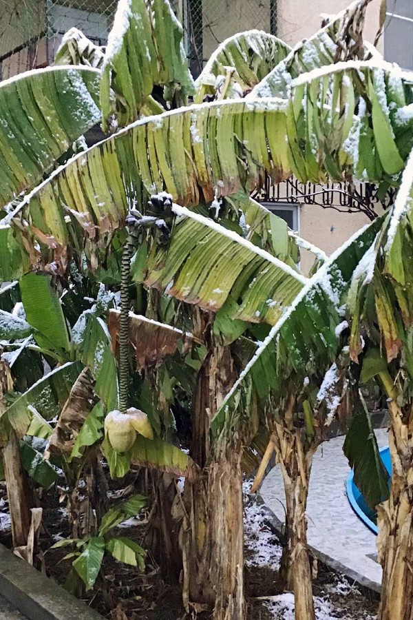 Bananenpflanze Pflege und Wissenswertes – so können Sie Exotik nach Hause bringen banane im winter
