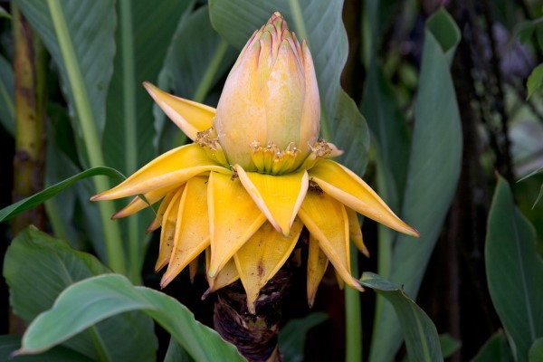 Bananenpflanze Pflege und Wissenswertes – so können Sie Exotik nach Hause bringen chinesische zwergbanane lotus blüte