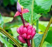 Bananenpflanze Pflege Tipps und Wissenswertes – so können Sie Exotik nach Hause bringen