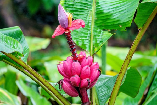 Bananenpflanze Pflege und Wissenswertes – so können Sie Exotik nach Hause bringen rosa frucht zwerg banane