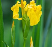 Gelbe Frühlingsblumen für Garten und Balkon – sonnige Arten und Pflegetipps