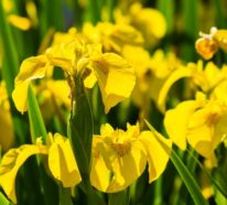 Gelbe Frühlingsblumen für Garten und Balkon – sonnige Arten und Pflegetipps
