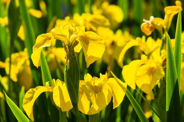 Gelbe Frühlingsblumen für Garten und Balkon – sonnige Arten und Pflegetipps Iris pseudacorus gelb