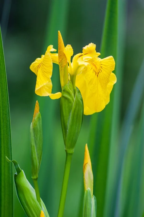 Gelbe Frühlingsblumen für Garten und Balkon – sonnige Arten und Pflegetipps Iris pseudacorus