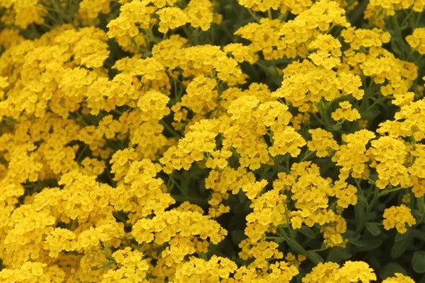 Gelbe Frühlingsblumen für Garten und Balkon – sonnige Arten und Pflegetipps felsen steinkraut garten