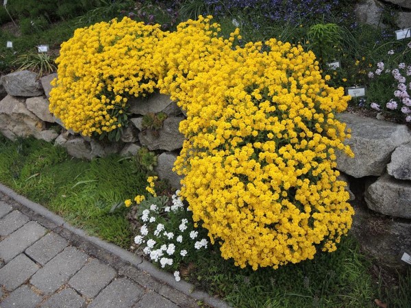 Gelbe Frühlingsblumen für Garten und Balkon – sonnige Arten und Pflegetipps felsen steinkraut gelb