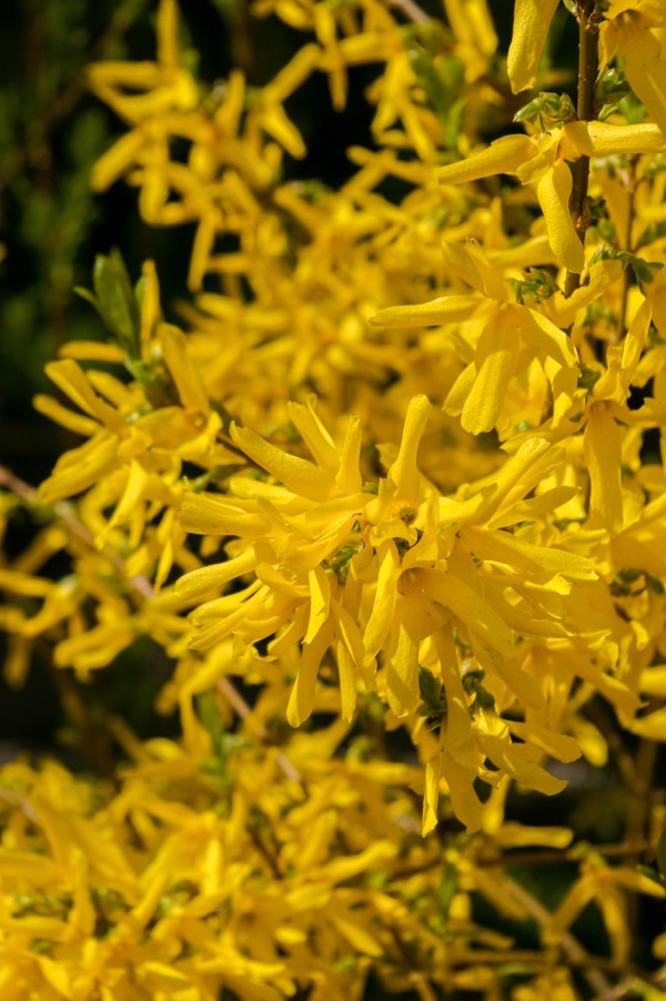 Gelbe Frühlingsblumen für Garten und Balkon – sonnige Arten und Pflegetipps frühlingsboten Forsythien