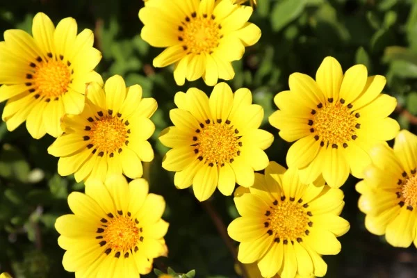 Gelbe Frühlingsblumen für Garten und Balkon – sonnige Arten und Pflegetipps gelbe blumen im garten