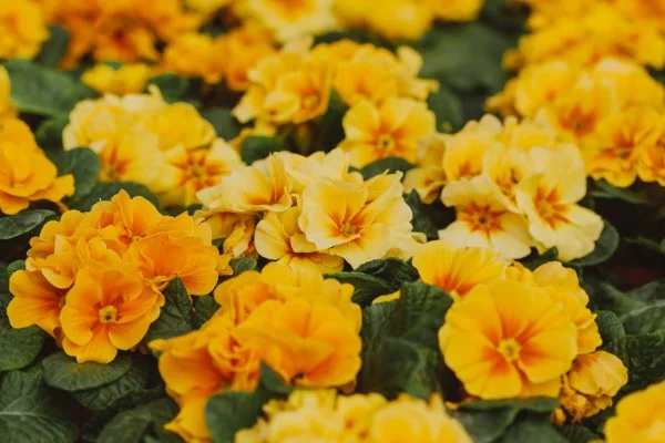 Gelbe Frühlingsblumen für Garten und Balkon – sonnige Arten und Pflegetipps gelbe primeln schön