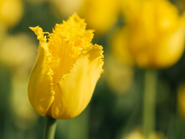 Gelbe Frühlingsblumen für Garten und Balkon – sonnige Arten und Pflegetipps gelbe tulpen arten