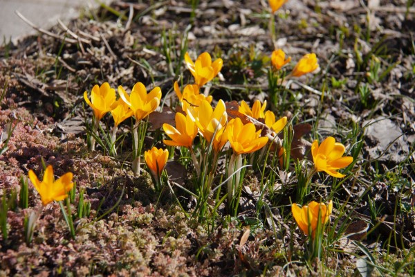 Gelbe Frühlingsblumen für Garten und Balkon – sonnige Arten und Pflegetipps gelber krokus garten