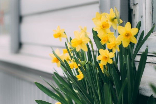Gelbe Frühlingsblumen für Garten und Balkon – sonnige Arten und Pflegetipps harzissen gelb in topf
