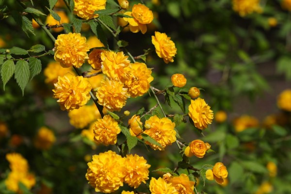 Gelbe Frühlingsblumen für Garten und Balkon – sonnige Arten und Pflegetipps japanische rose blüten