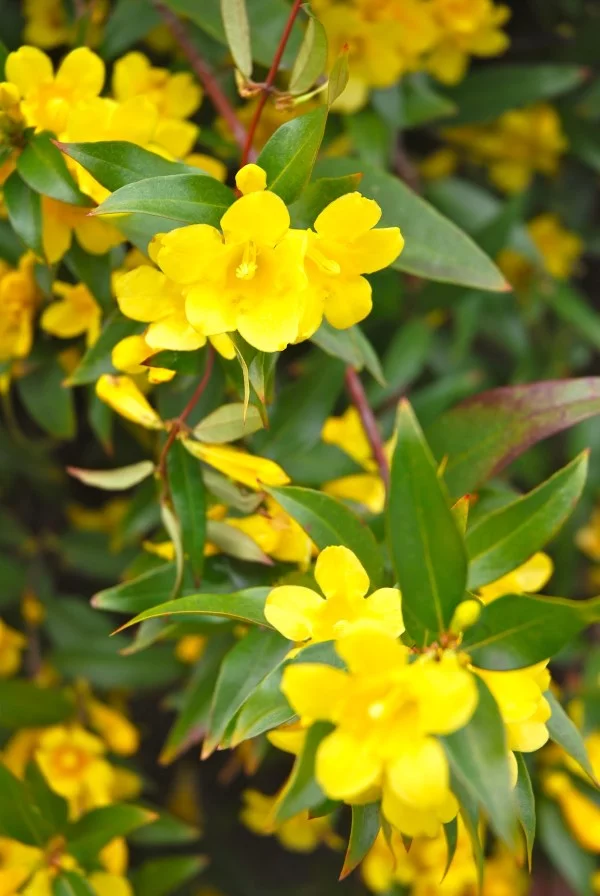 Gelbe Frühlingsblumen für Garten und Balkon – sonnige Arten und Pflegetipps jessamine blumen art