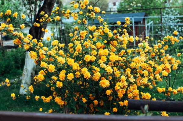 Gelbe Frühlingsblumen für Garten und Balkon – sonnige Arten und Pflegetipps kerria japonica rosengewächse