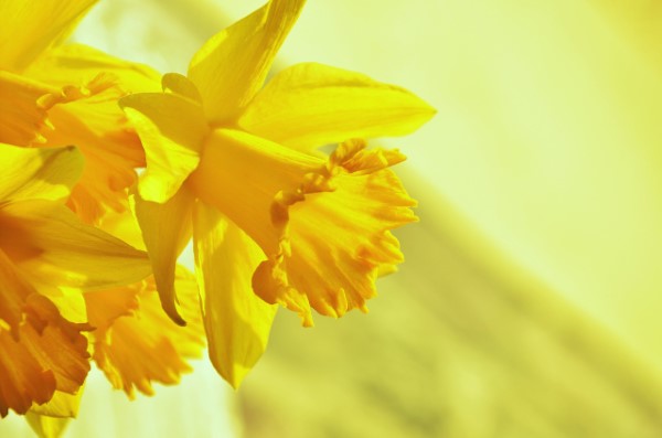 Gelbe Frühlingsblumen für Garten und Balkon – sonnige Arten und Pflegetipps narzissen gelb