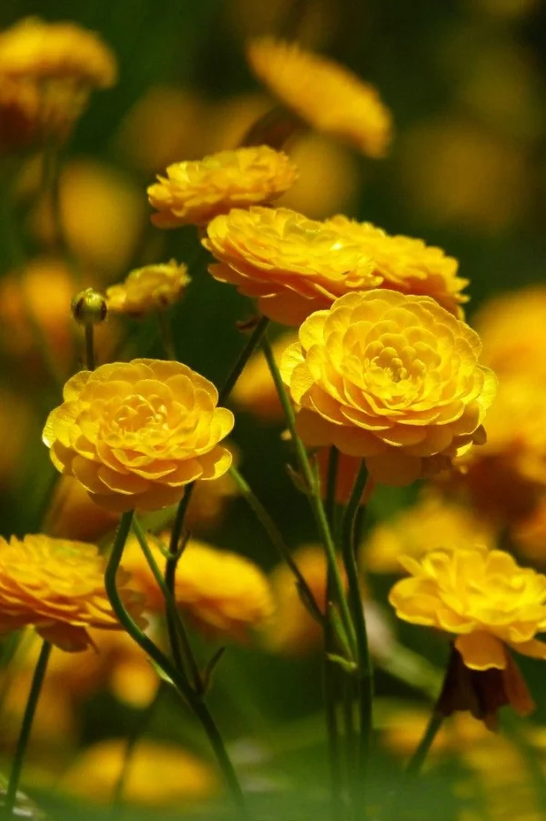Gelbe Frühlingsblumen für Garten und Balkon – sonnige Arten und Pflegetipps ranunculus im garten