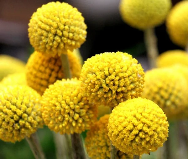 Gelbe Frühlingsblumen für Garten und Balkon – sonnige Arten und Pflegetipps trommelschläger blume Craspedia
