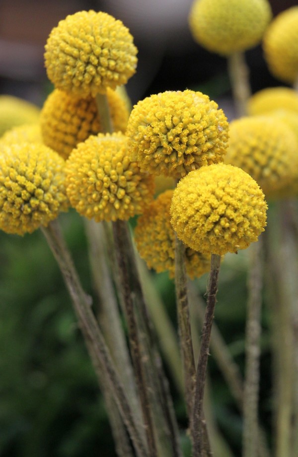 Gelbe Frühlingsblumen für Garten und Balkon – sonnige Arten und Pflegetipps trommelschläger lustig gelb