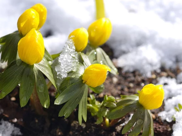 Gelbe Frühlingsblumen für Garten und Balkon – sonnige Arten und Pflegetipps winterlinge Eranthis