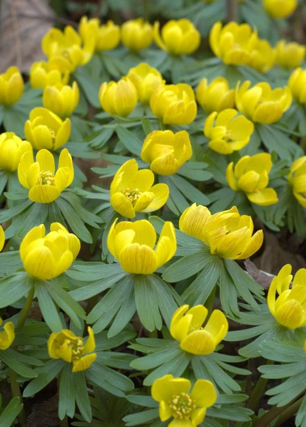 Gelbe Frühlingsblumen für Garten und Balkon – sonnige Arten und Pflegetipps winterlinge frühjahr frühlingsboten
