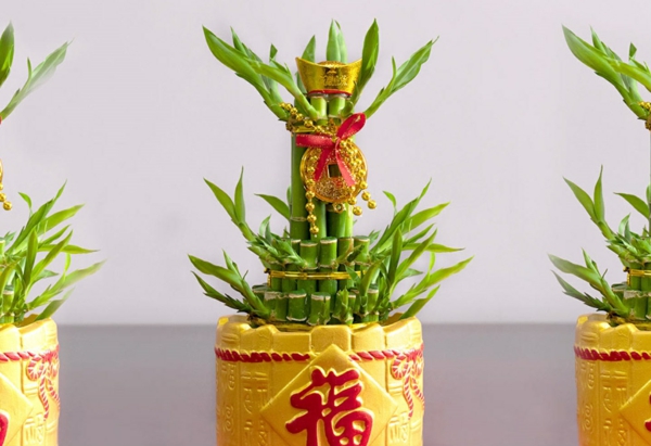 Glücksbambus Feng Shui Zimmerpflanze chinesische Kultur Bedeutung