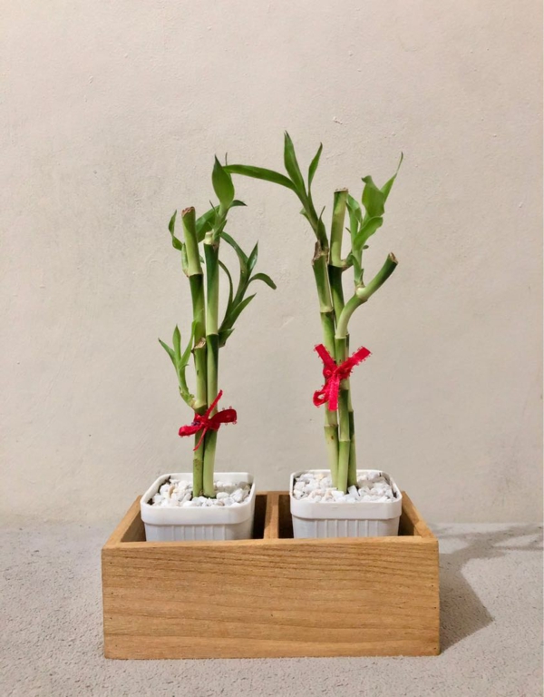 Glücksbambus Feng Shui Zimmerpflanze
