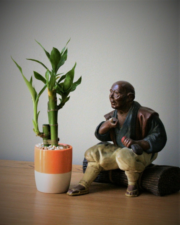 Glücksbambus Zimmerpflanze Dracena sanderiana Pflege Buddhastatue