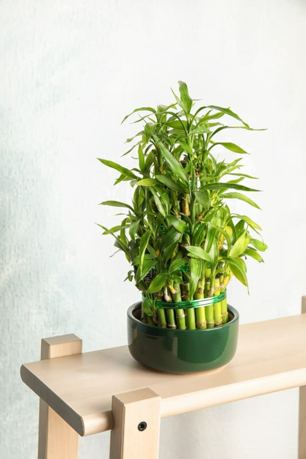 Glücksbambus Zimmerpflanze Dracena sanderiana Pflege