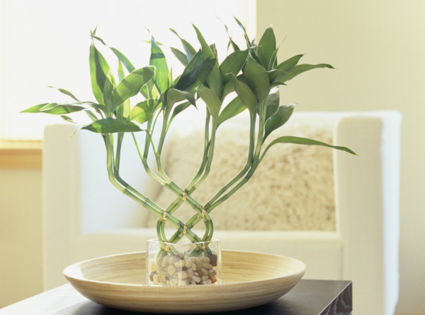 Glücksbambus Zimmerpflanze Dracena sanderiana