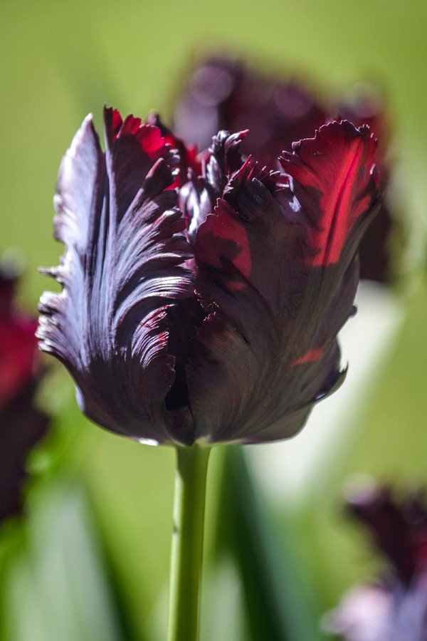 Papagei Tulpen im Garten und Topf – Wissenswertes, Pflegetipps und Sorten Black Parrot tulpe