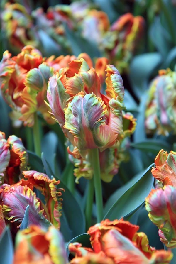 Papagei Tulpen im Garten und Topf – Wissenswertes, Pflegetipps und Sorten Rainbow parrot tulpe