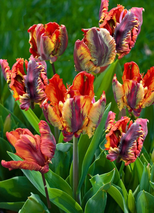 Papagei Tulpen im Garten und Topf – Wissenswertes, Pflegetipps und Sorten Rococo papagei tulpe