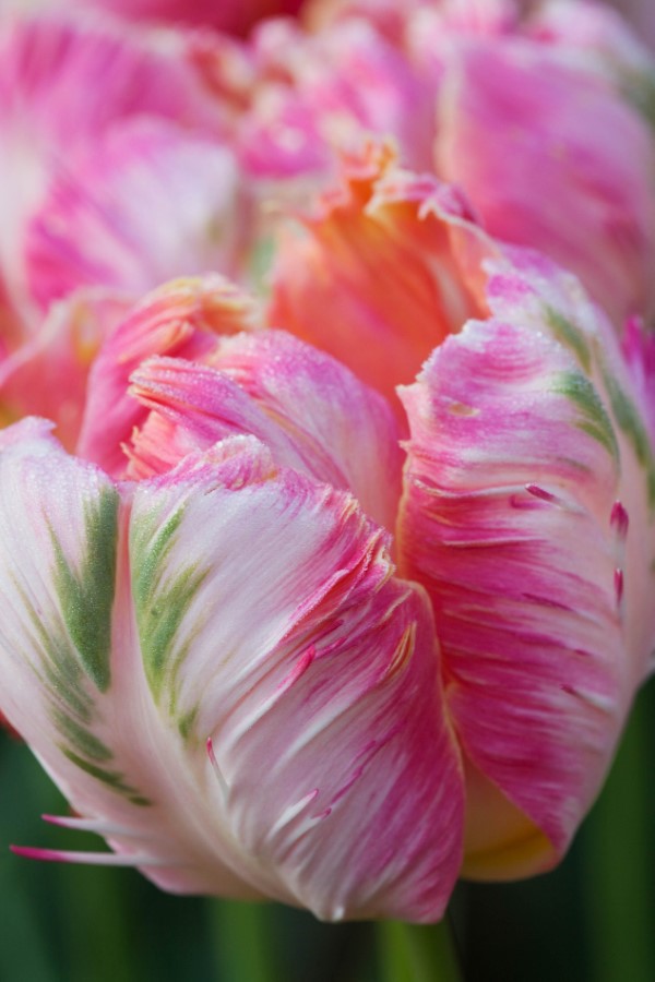 Papagei Tulpen im Garten und Topf – Wissenswertes, Pflegetipps und Sorten Weber‘s Parrot tulpe