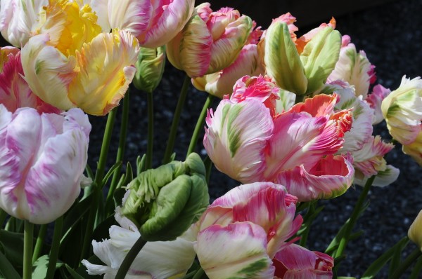 Papagei Tulpen im Garten und Topf – Wissenswertes, Pflegetipps und Sorten bunte liebevolle blumen auf dem balkon