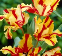 Papageien-Tulpen im Garten und Topf – Wissenswertes, Pflegetipps und Sorten