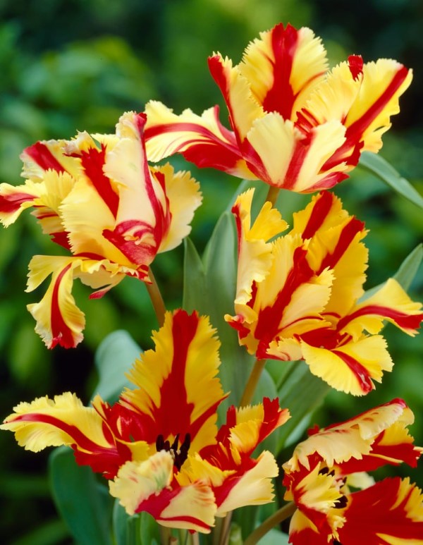 Papagei Tulpen im Garten und Topf – Wissenswertes, Pflegetipps und Sorten flammen tulpen gelb rot